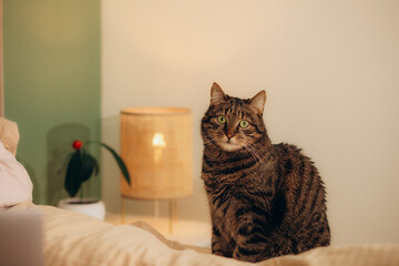 Grey tabby cat sitting on a cat tree bed on a sunny day