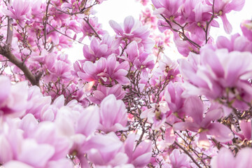 magnolia soulangeana blossom landscape