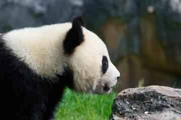 Fototapeta premium Close-up of adult panda in Beauval zoo