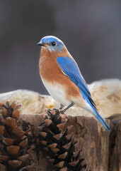 bluebird