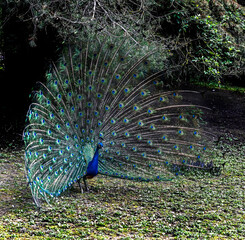 Obraz premium Peacock male on the lawn. Latin name - Pavo cristatus