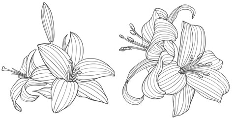 hand drawn lily flower vector eps