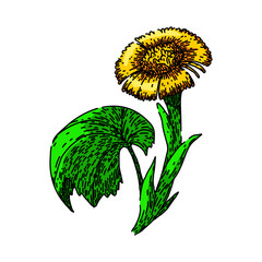 tussilago coltsfoot hand drawn. flower eye, plant honey, natural summer tussilago coltsfoot vector sketch. isolated color illustration