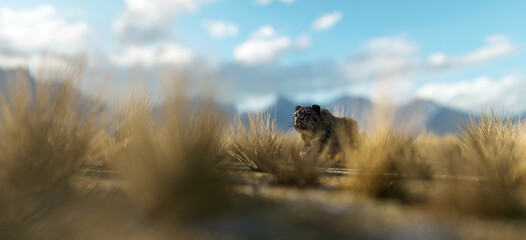 Snow leopard on grass plain in valley with blue cloudy sky.