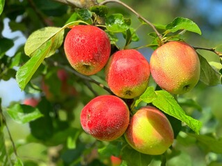 Real apples on tree branch in the fruit garden.