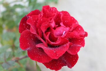 Flor con gotas de lluvia