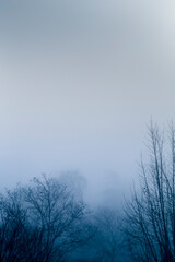 Silhouette of trees grove in thick white morning fog. forest. Trees in foggy winter landscape scenery. misty forest during a foggy winter day. Nature background misty day.