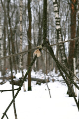 Trees of temperate continental climate. A lonely leaf stuck among the branches. A sad leaf among the snow and bare trees.