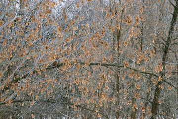 Ash maple. Trees of temperate continental climate. Trees among cold winter and snow.