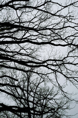 Dark tree branches against a gray cloudy sky. Dense branches against the sky. Bare branches without foliage.