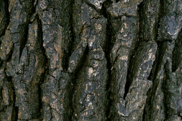 Oak bark in winter. Oak bark close-up. Trees of temperate continental climate. 