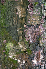 Wood with lichens and fungal diseases close-up. Sick tree. Close-up of a damaged tree.