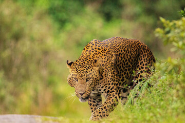Face to Face Encounter with Leopard in Central Hills of SriLanka