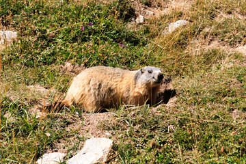On the looking out marmot
