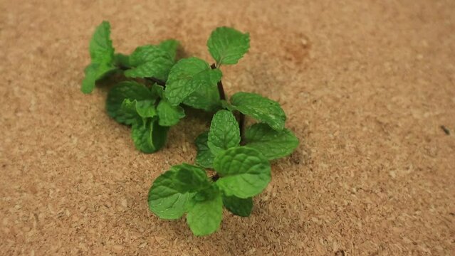 rotating display of mint leaves on wooden table.
