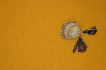 Sea shells on yellow-brown linen. Copy space. 