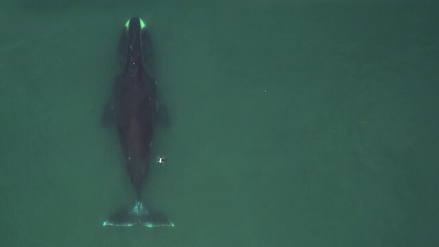 One giant bowhead whale swimming alone in blue ocean water, Aerial view bowhead whale spouting. Whale watching of migrate Baleen whales in Shantar islands. Wildlife marine mammals. Drone flying above