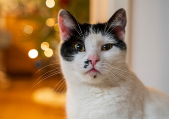 Cat in portrait close up indoor bokeh view