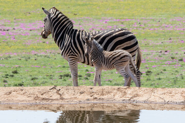 Fototapeta na wymiar Zebra Mama mit Baby