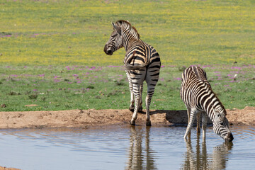 Zebras