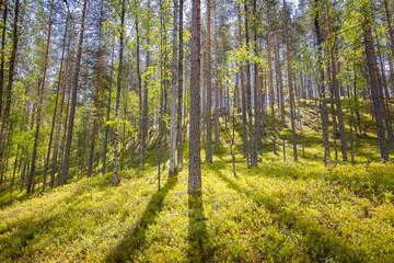 Fresh forest with with green blueberry forest floow and healthy trees, Finland, Karelia region