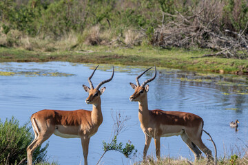 Impalas