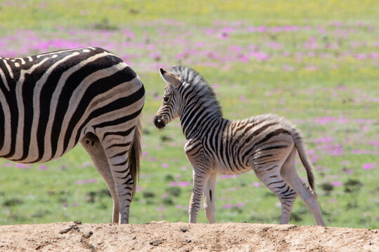 Zebrababy