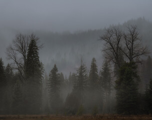 a field in the fog covered forest area with trees in the background