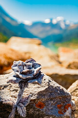 Details of a stone rose at the famous Kaunertal Glacier Road, Landeck, Tyrol, Austria