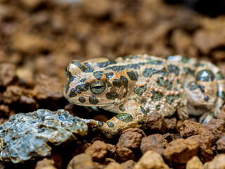 エジプトミドリヒキガエルのマクロ