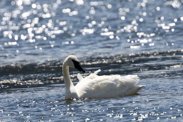 Trumpeter swan, seen in the wild in Montana