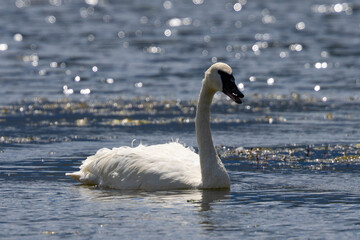 Trumpeter swan, seen in the wild in Montana