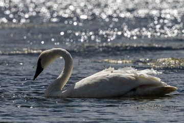Trumpeter swan, seen in the wild in Montana