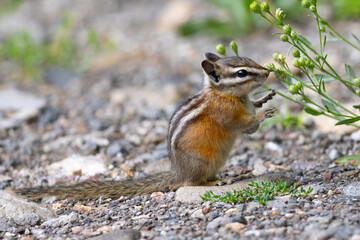 Close view of a least chipmunk standing, seen in the wild in Montana