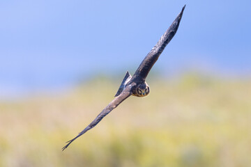 Close view of a male  (Northern harrier)  flying, seen in the wild in Montana - obrazy, fototapety, plakaty
