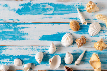 Seashells on blue wooden board. Summer holiday background.