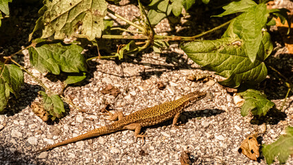 Lacerta agilis, sand lizard, on a sunny summer day