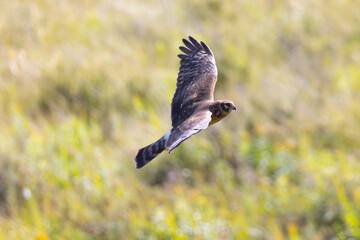 Close view of a male  (Northern harrier)  flying, seen in the wild in Montana