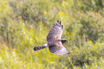 Close view of a male  (Northern harrier)  flying, seen in the wild in Montana