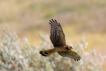 Close view of a male  (Northern harrier)  flying, seen in the wild in Montana