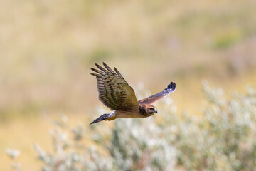 Close view of a male  (Northern harrier)  flying, seen in the wild in Montana
