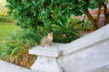 A cute orange cat in the University of Tampa, located at Tampa Downtown	