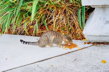 A cute cat in the University of Tampa, located at Tampa Downtown