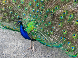 Obraz premium Blue peacock woth loose tail closeup