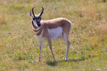 Young proghorn, seen in the wild in Wyoming