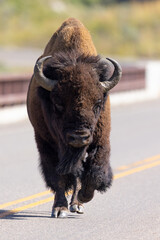 Close up of a bison on a road, seen in the wild in Wyoming © ranchorunner
