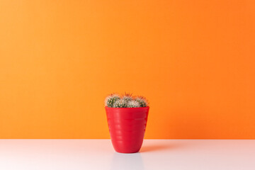 Cactus plant in pot on bright background. Minimal composition.