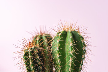 Close-up view of green cactus on bright background. Minimal composition.