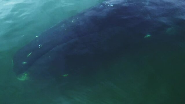 One giant bowhead whale closeup portrait swimming in calm blue ocean water, Aerial view of bowhead whale spouting. Whale watching of migrate Baleen whales in Shantar islands. Wildlife marine mammals