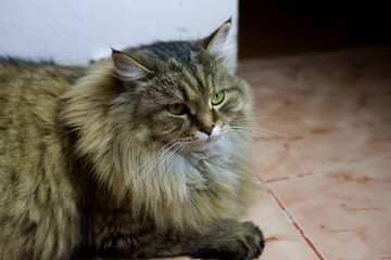 Fluffy tabby cat with a mane and green eyes lies on the floor at home. Siberian cat pet with green and black coloring